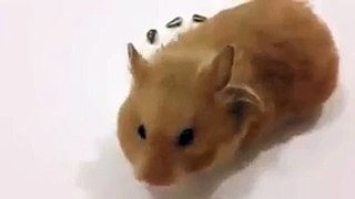 very amazing video mouse making a heart waaaaaaao