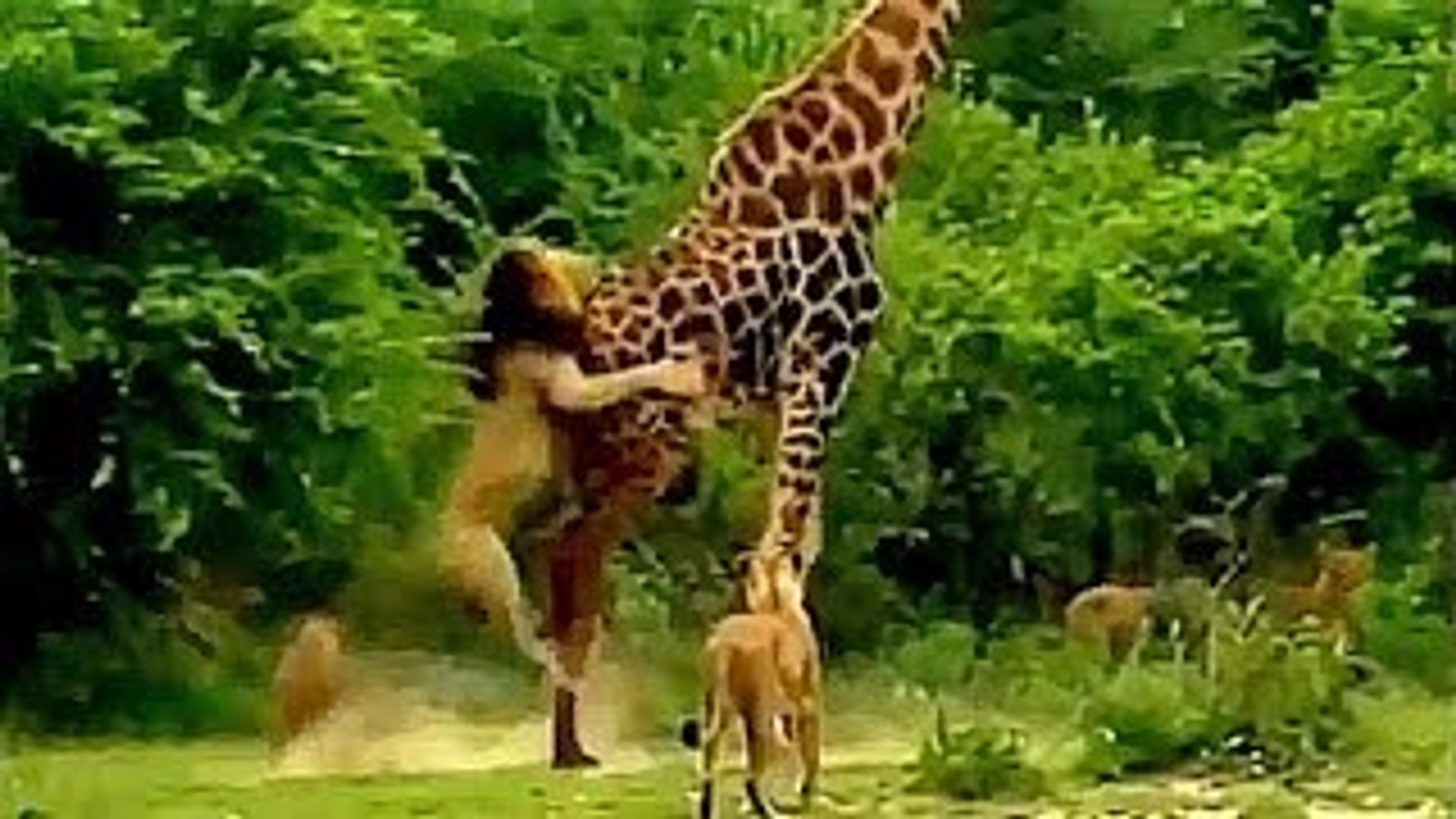 ⁣Lions attacks Giraffe - and kills