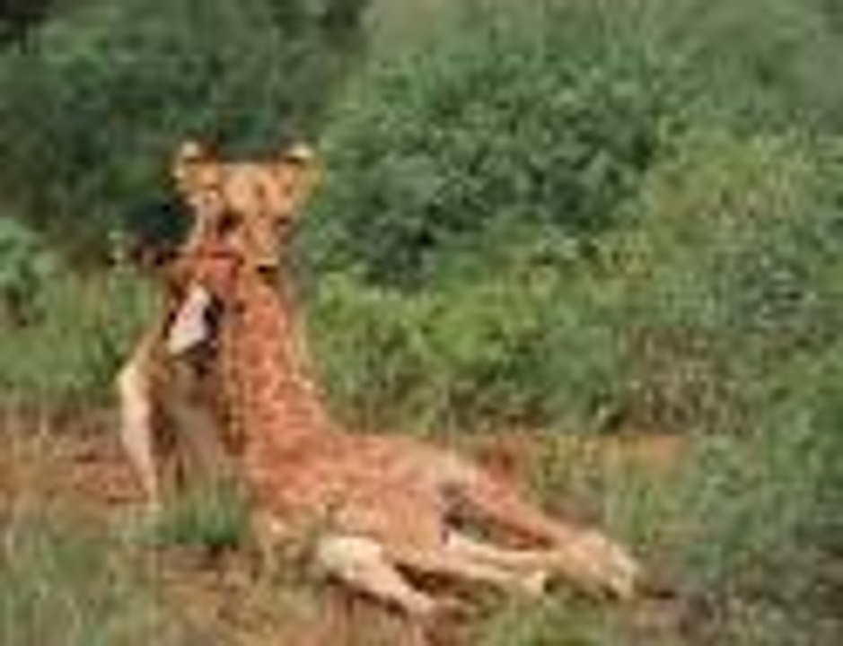 Lion killing Giraffe