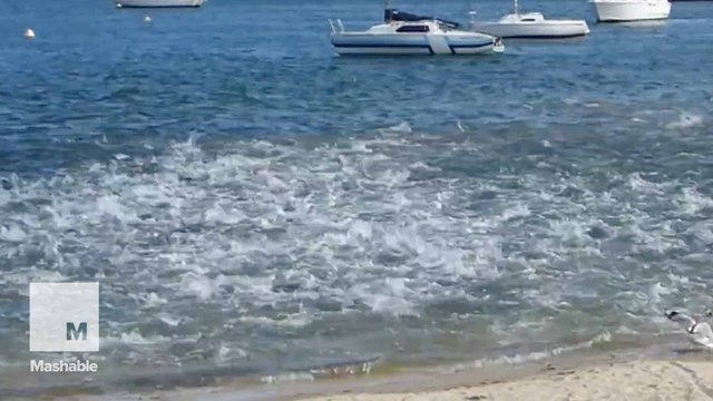 Hundreds of salmon turn calm waters into bubbling sea of fish nightmares