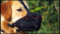 Rreziku nga qentë, 5 raste në ditë në Urgjencë si pasojë e kafshimit- Ora News- Lajmi i fundit-