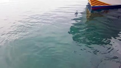 Un thon gobe une mouette