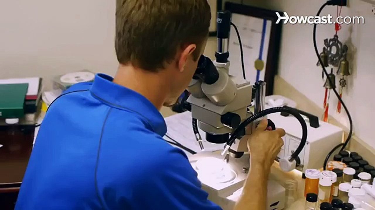 Where do Bed Bugs Hide