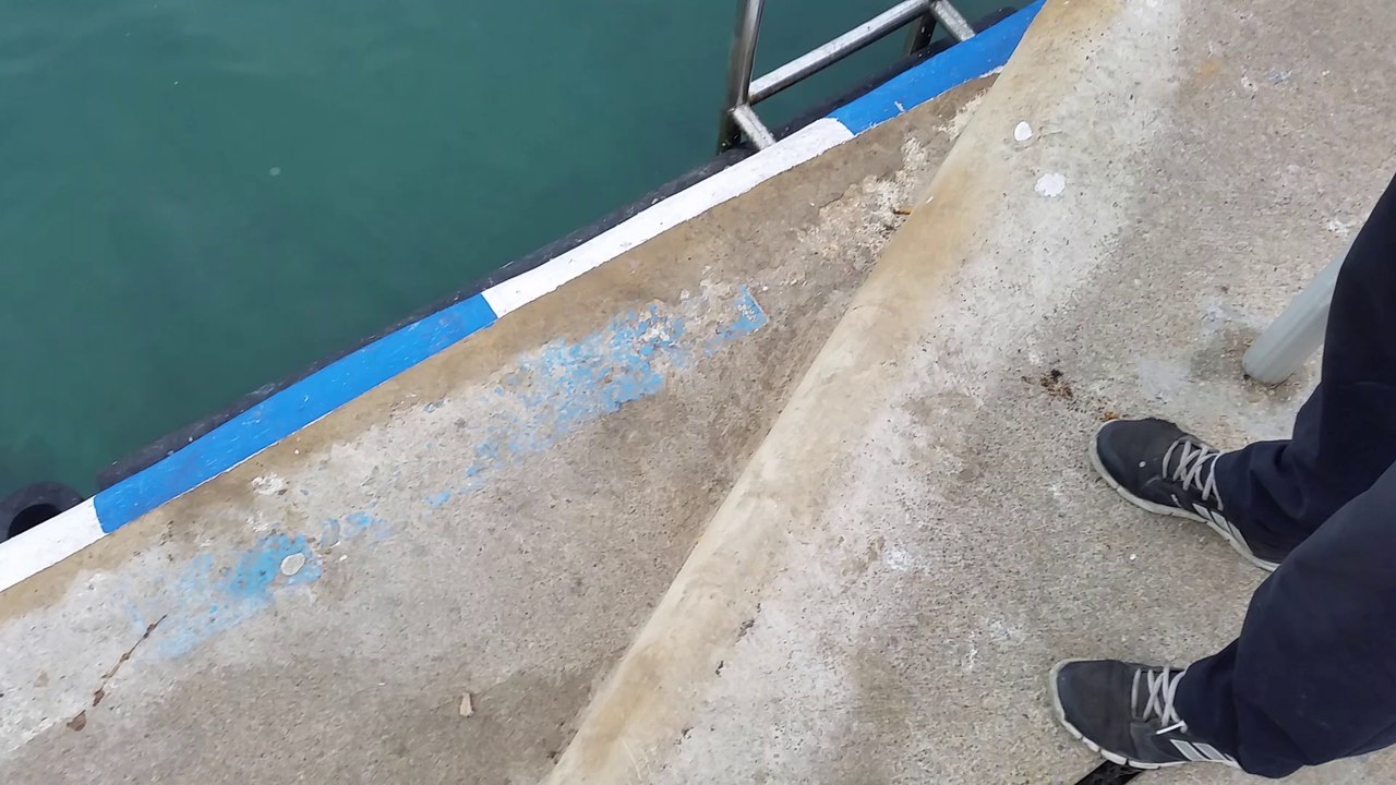 Tuna VS. Seagull