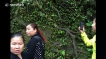 Quick monkey steals tourist's phone
