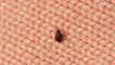 Science Tells Us What Color Bedsheets Bedbugs Avoid