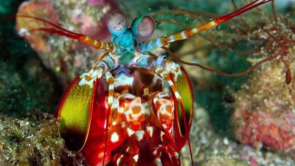 15 Incredible Animals With Real Superpowers