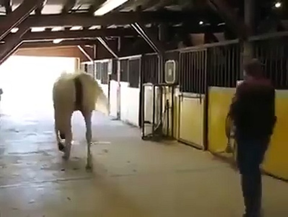 Qui aurait cru que Jolly Jumper avait la marche arrière !