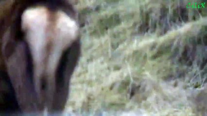 Олень забадал