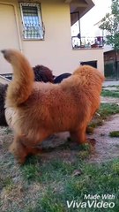 TİBET MASTİFİ YAVRULARI ÇİN SECERELİ GERÇEK ASLAN YELELİ 05414501227