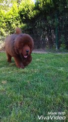 satılık tibet mastiff yavruları aslan yeleli çin secereli 05414501227