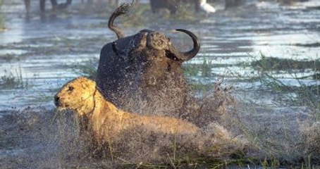 Anne Bufalo, Yavrusu İçin Aslanlarla Mücadele Etti