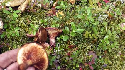 ВОЛНУШКИ, СЕРУШКИ, ЗЕЛЕНУШКИ, СВИНУШКИ И ЕЩЁ НЕКОТОРЫЕ ГРИБЫ.