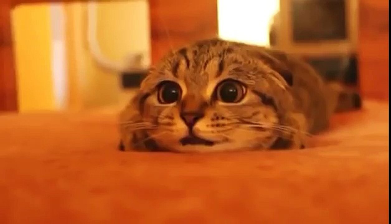 ホラー映画を見ている猫が超かわいい　Super cute cat watching a horror movie