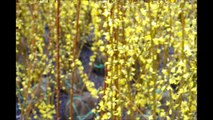 Growing Forsythia  Shrubs  for use  as a Hedge   Bucks County Grower