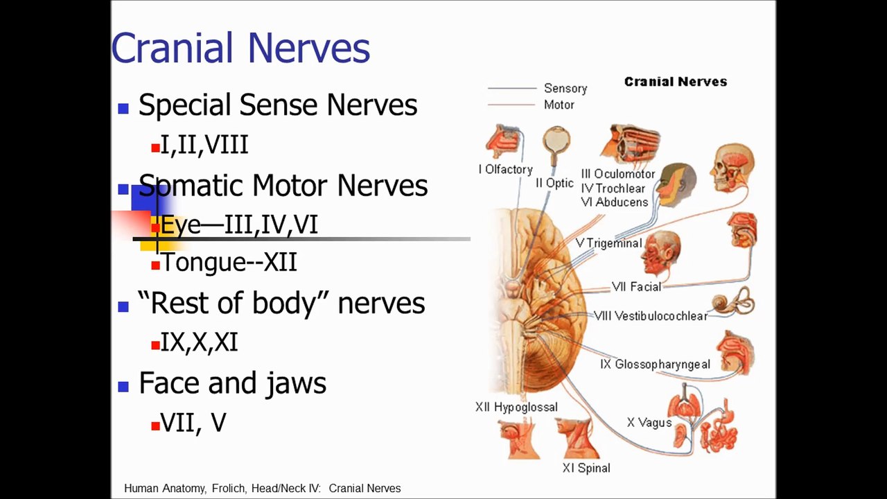 Anatomy of Cranial Nerves