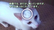 キラキラ！オッドアイの白猫ユキ Odd eye white cat (two colored eyes)