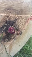 Not Your Normal Sight When Cutting Down A Tree