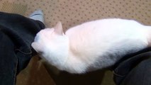 甘えてくる白猫ユキ「すりすり、 離れないにゃ！ 」 My white cat Yuki is really spoiled