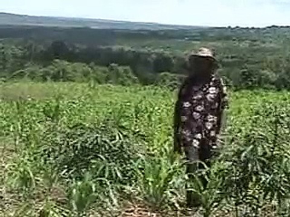karis farm rev.