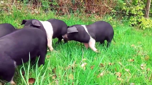 Cá Vàng Bơi, Một Con Vịt, Con Heo Đất - Liên Khúc Thiếu Nhi Hay