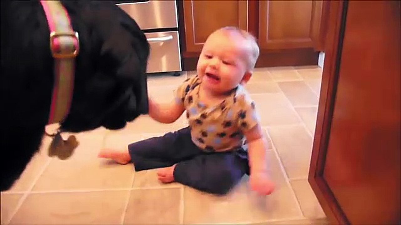 Funny Dogs Compilation Babies