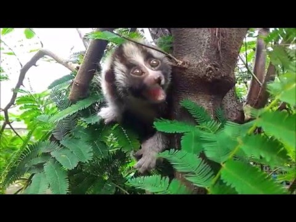 Slow Loris Learns to Climb