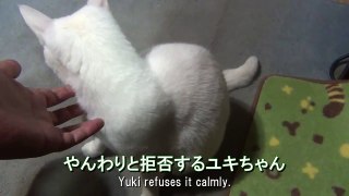 やんわりと拒否する白猫ユキ♪ White cat Yuki refuses me calmly