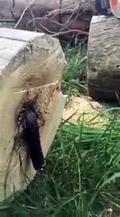 Guy-cuts-down-tree-but-theres-a-surprise-inside