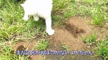 子猫時代の赤ちゃんユキ♪ 【2】 Cute white kitten Yuki 2