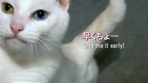 可愛いおねだり♪ 白猫ユキ「おやつ、ちょーだい」 White cat Yuki is meowing
