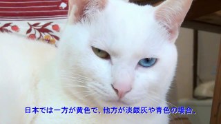 神秘的なオッドアイの白猫ユキ（解説動画） Odd eye cat