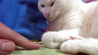 ひたすら指を舐め続ける白猫ユキ♪ White cat Yuki continues licking my finger