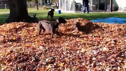Funny Dogs Playing in Leaves Compilation