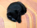 Paprika: dorme sul divano (MVI_5082)