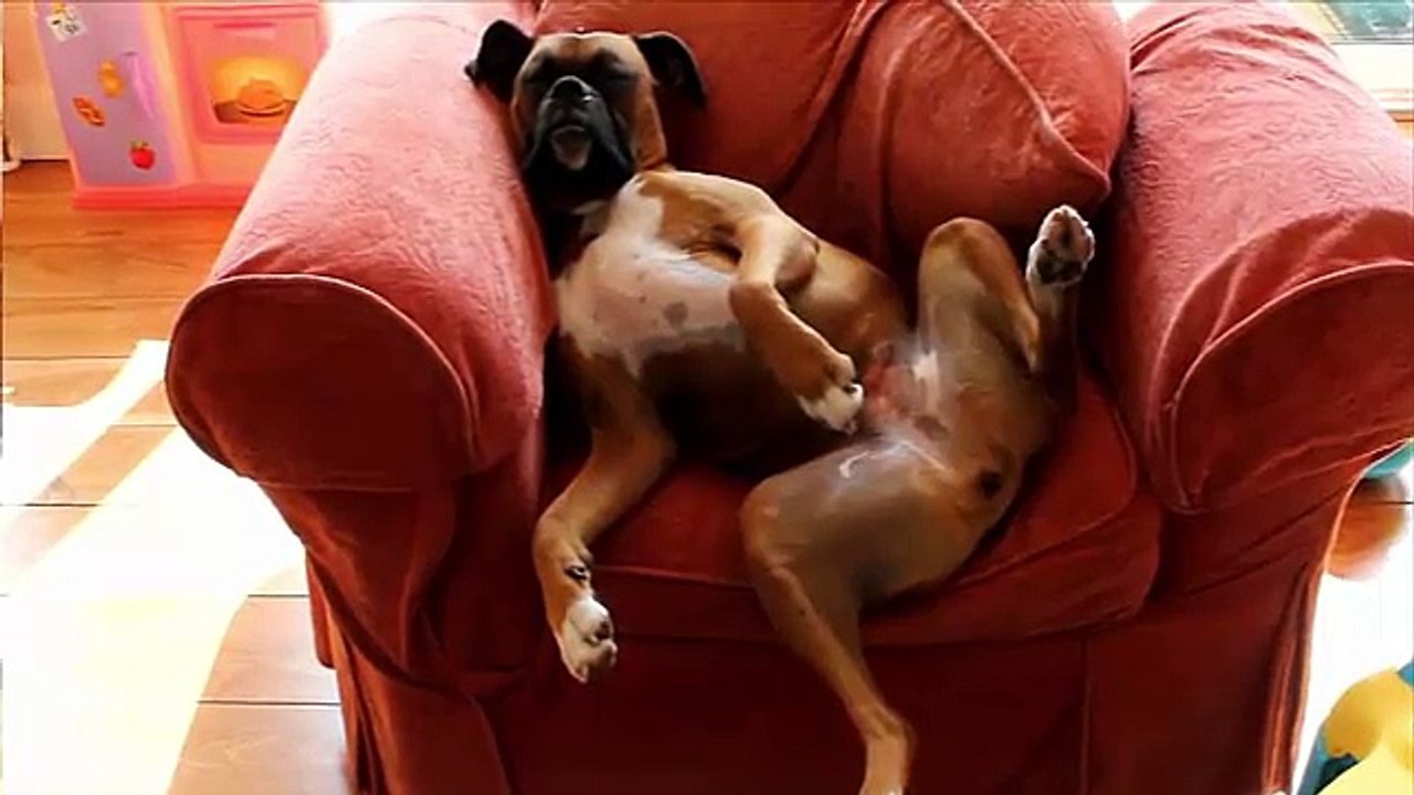 Sleeping Dogs Fail Compilation