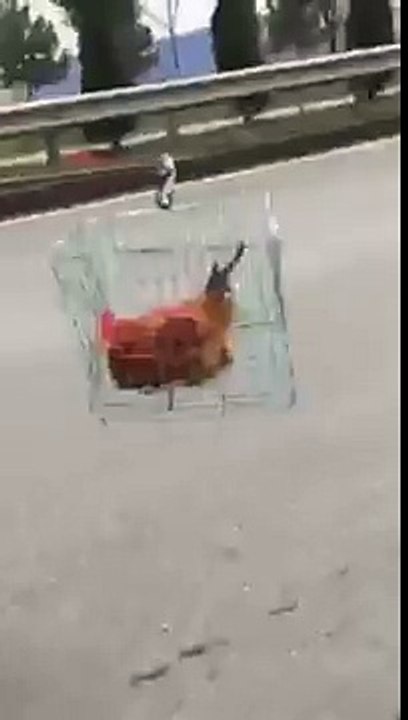 Awesome Crazy boy with Crazy Dog New Video