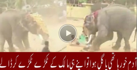 Elephant Attacks and Kills an Unlucky Boy