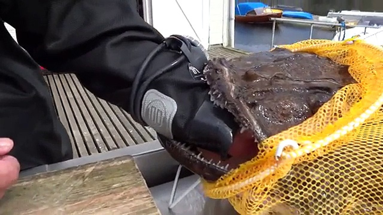 In Russia The Fish Catch You!-Funny  Videos and Clips > Fun & Entertainment Videos-Follow Us!!!!