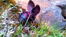 Il filme un Mountain Katydid, un curieux insecte australien