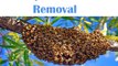 Honey Bee Swarm Removal