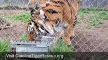 Carolina Tiger Rescue - Camilla Tiger