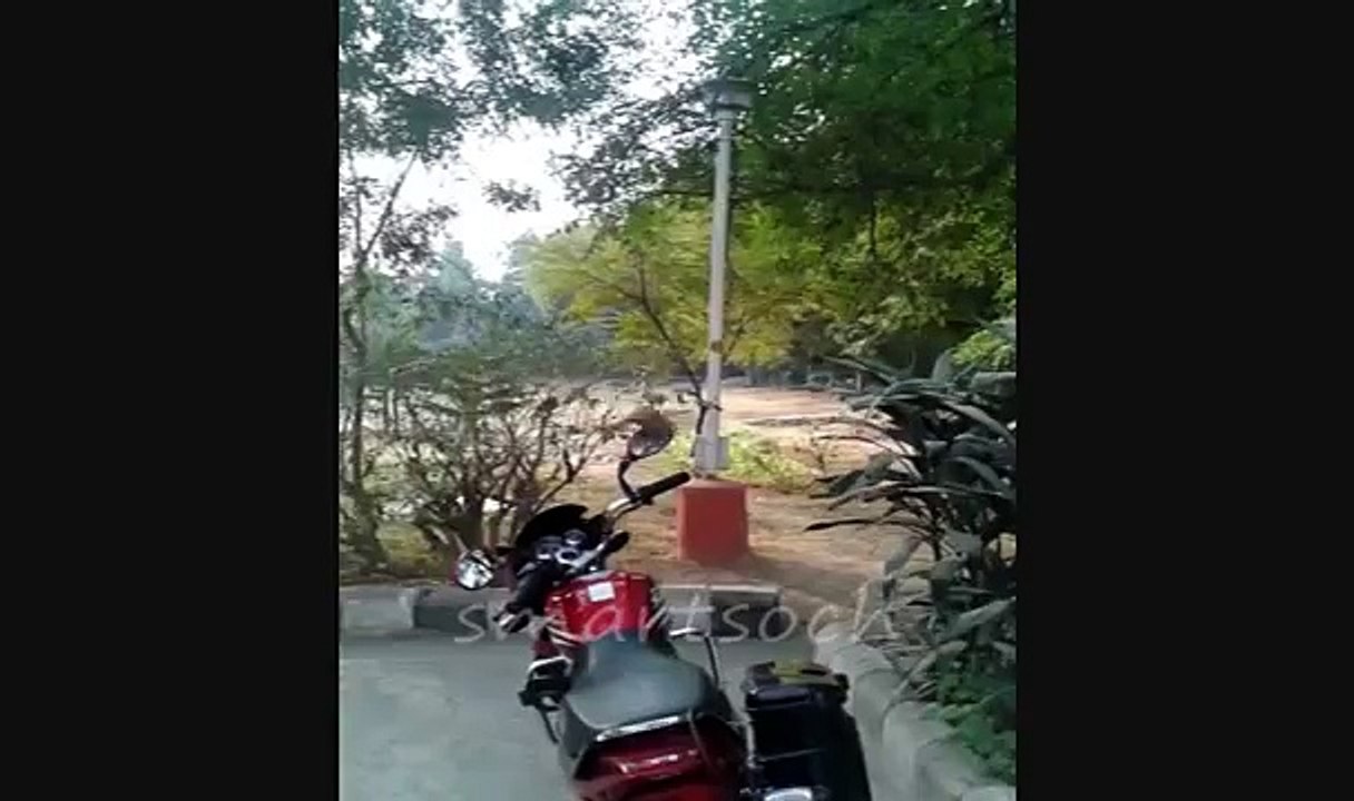 bird fighting with bike mirror