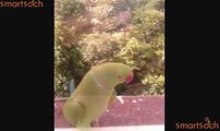 bird parrot fighting with camera or catch camera flash light