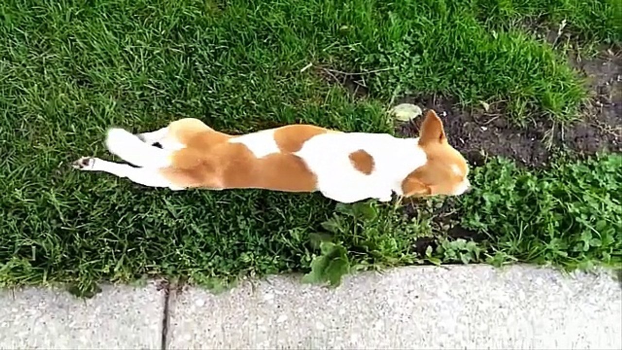 Dogs Walking Funny