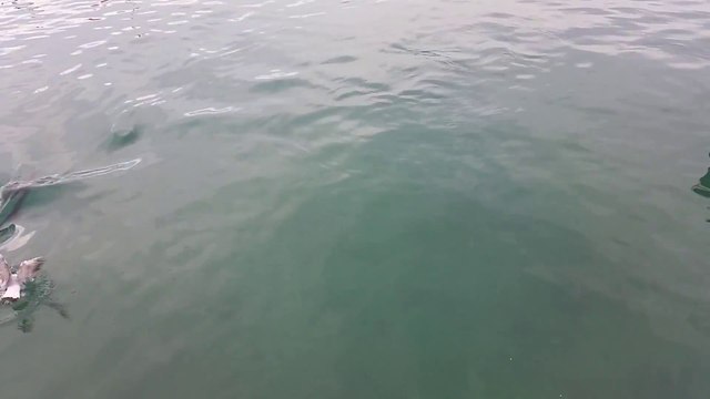 Un thon gobe une mouette qui lui pique sa bouffe