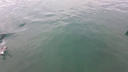 Un thon gobe une mouette qui lui pique sa bouffe