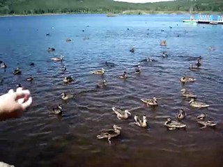 Каркаралинск Шахтер кормление уток