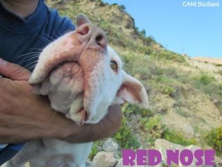 Pitbull Red Nose and 2 puppies getting off the cliff
