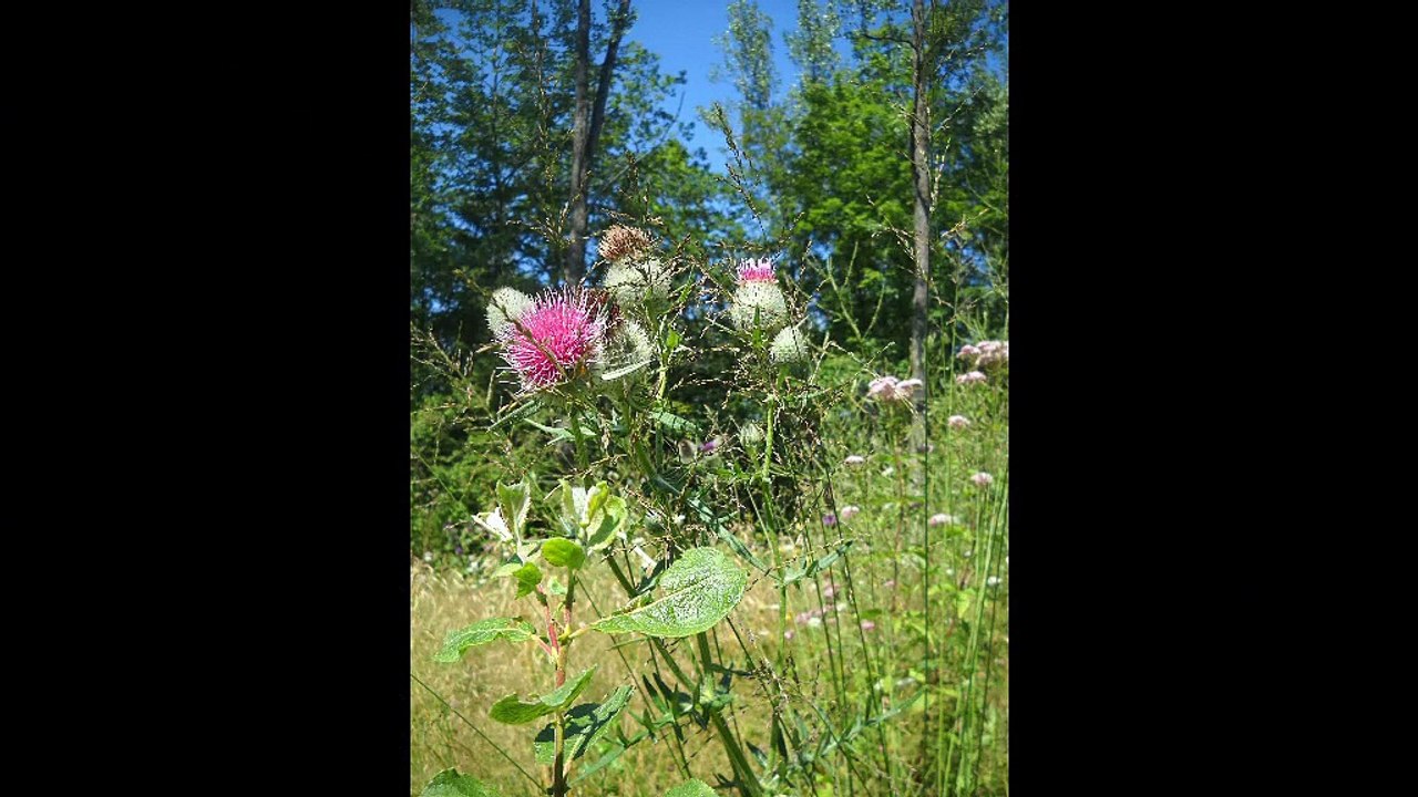 Elle est passée par ici, elle repassera par là !